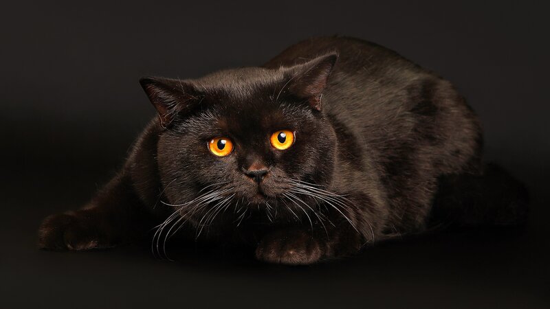Black Cat with Orange Eyes — Dramatic