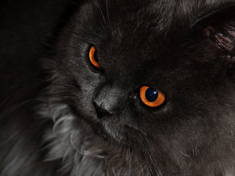 Black Cat with Orange Eyes — Intense