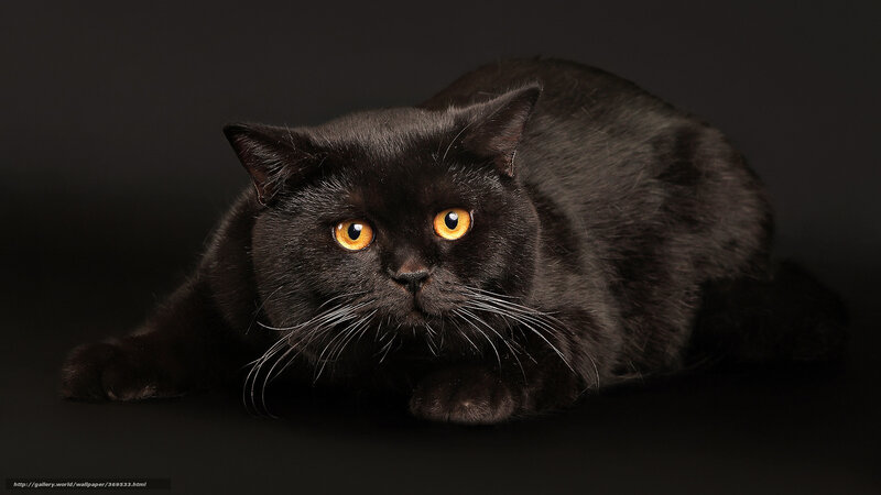 black cat with orange eyes