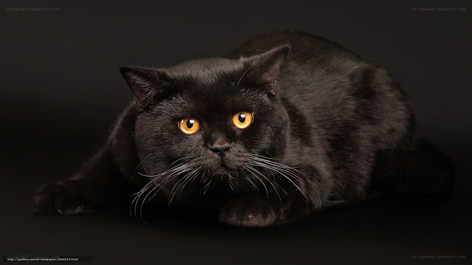 black cat with orange eyes