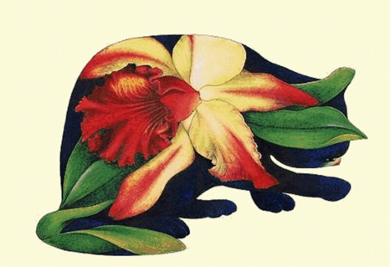 Black Cat with Orchid