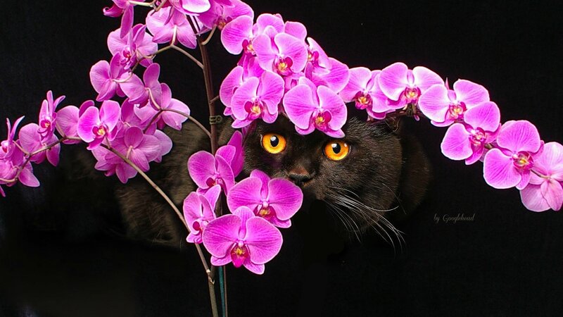 Black Cat with Orchids