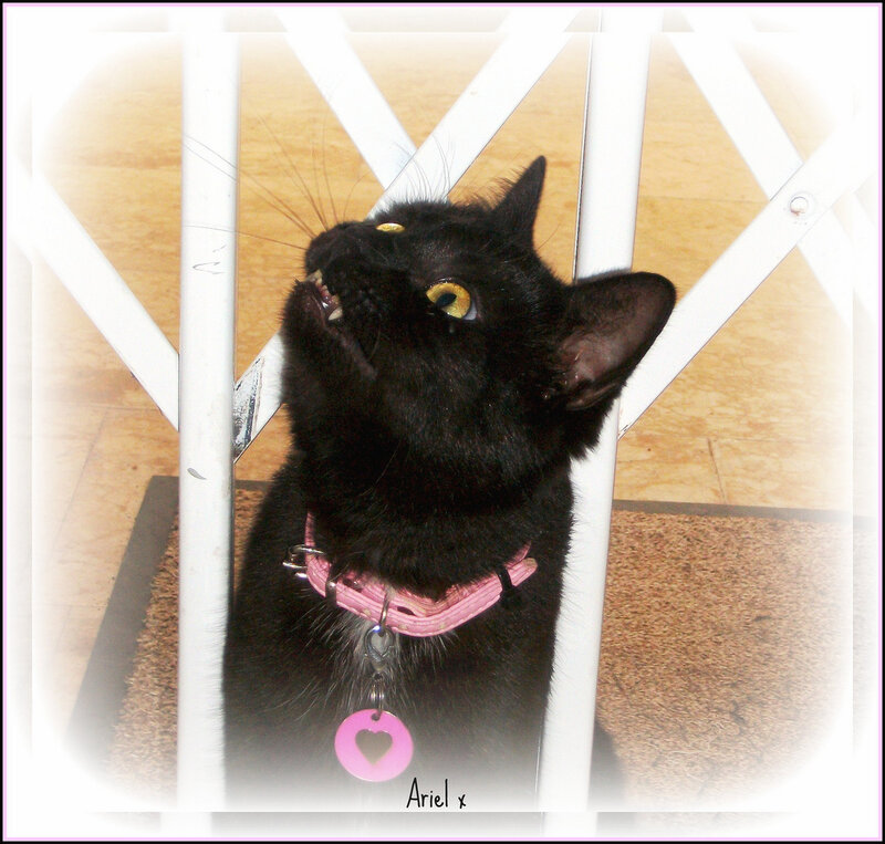 Black Cat with Pink Collar