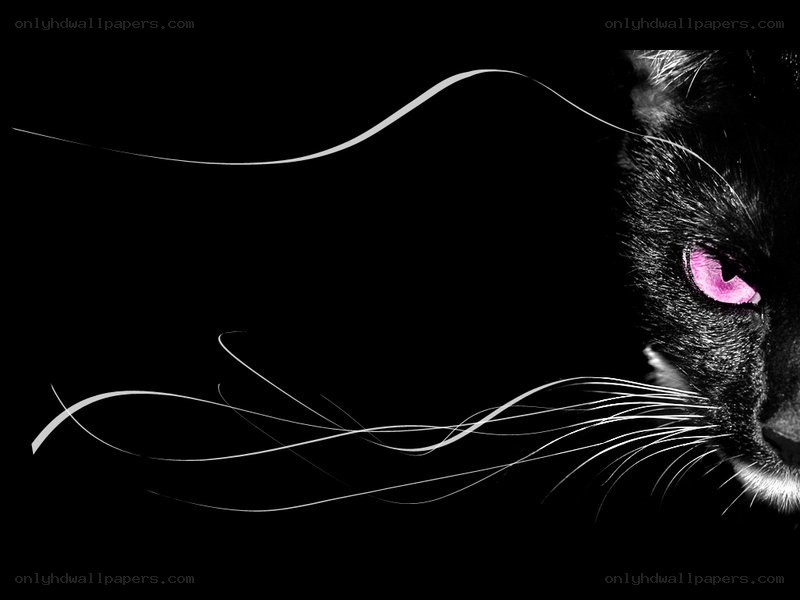 black cat with pink eyes
