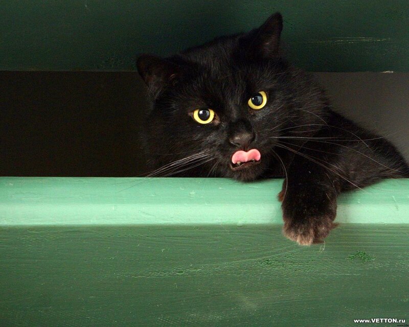Black Cat with Pink Tongue — Curious