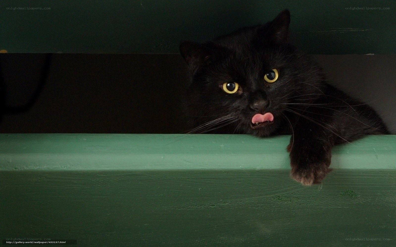black cat with pink tongue