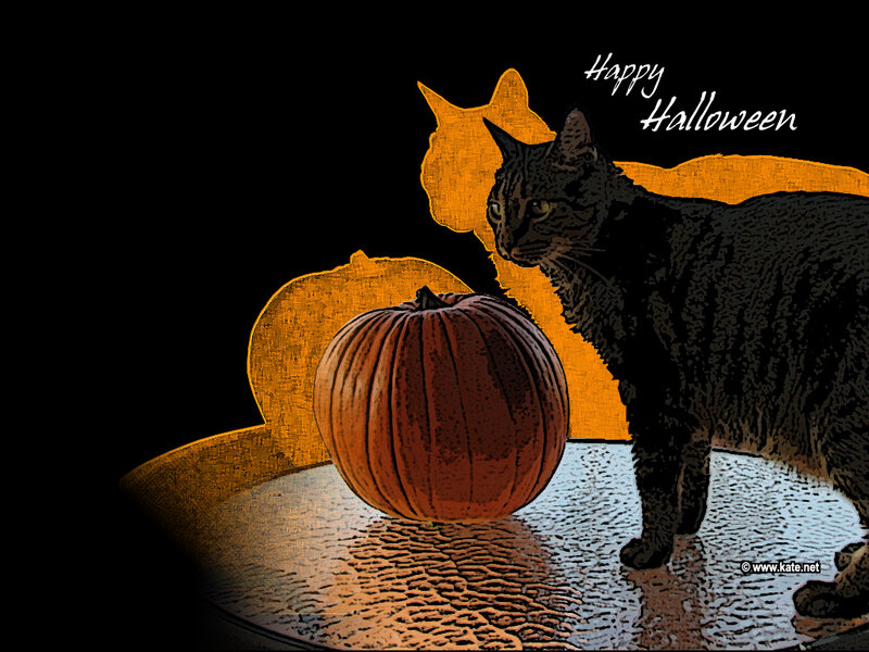 Black Cat with Pumpkin — Festive