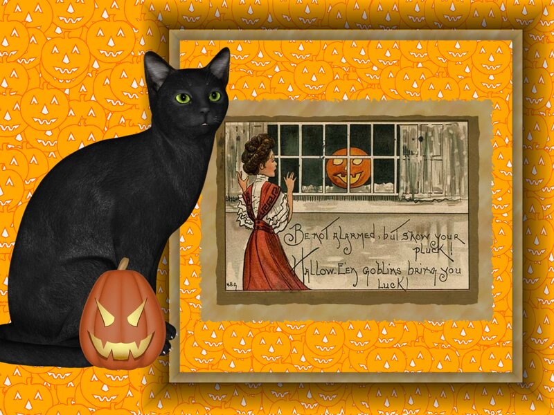 Black Cat with Pumpkin — Orange, Festive, Night