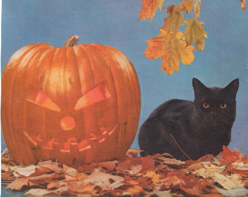 Black Cat with Pumpkin — Orange, Festive