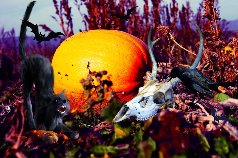 Black Cat with Pumpkin — Orange, Spooky, Autumn