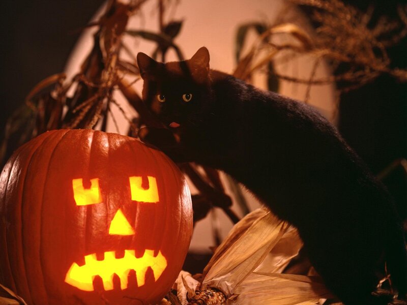 Black Cat with Pumpkin — Orange, Spooky