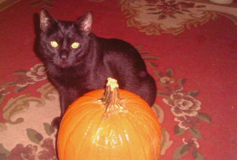 Black Cat with Pumpkin — Orange