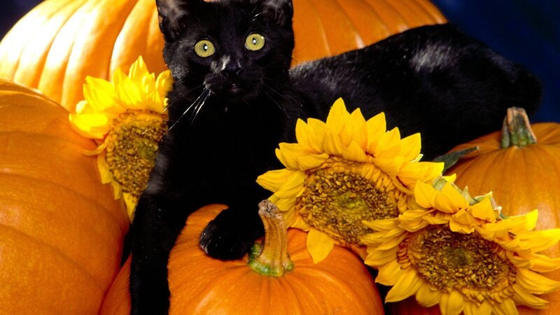 Black cat with pumpkins and sunflowers