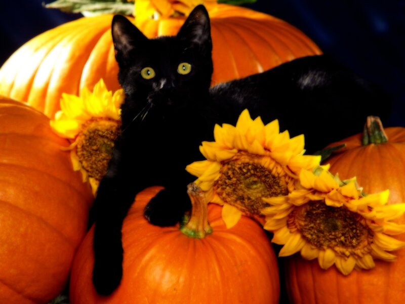 Black cat with pumpkins and sunflowers