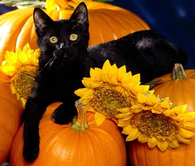 black cat with pumpkins and sunflowers