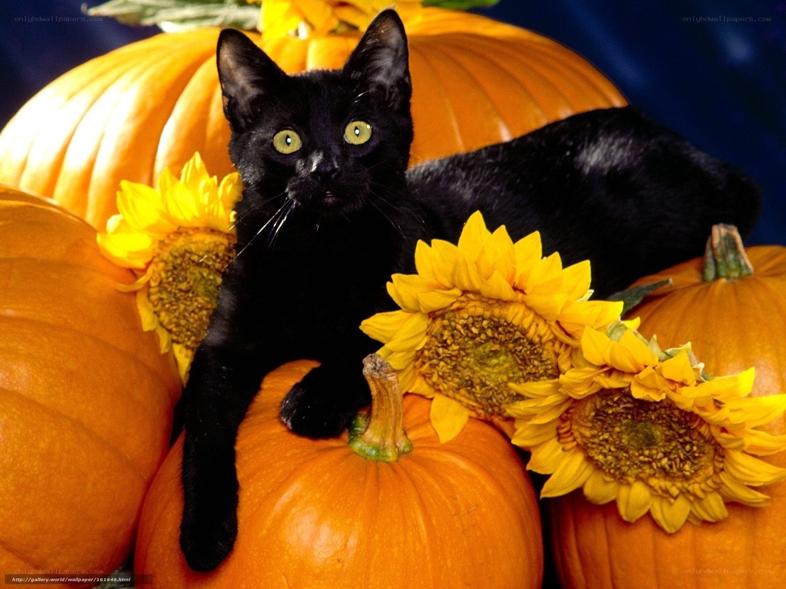 black cat with pumpkins and sunflowers