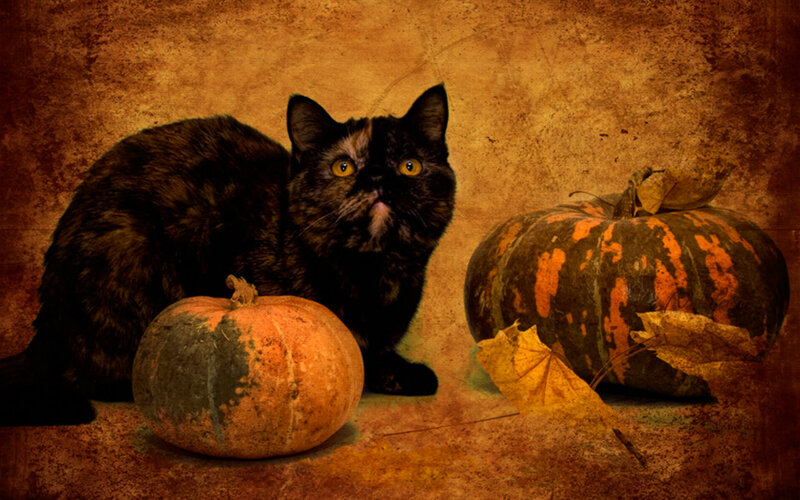 Black Cat with Pumpkins — Brown