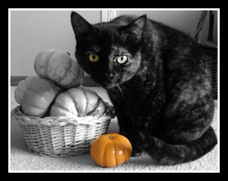 Black Cat with Pumpkins — Calm