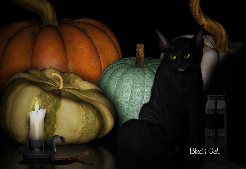 Black Cat with Pumpkins — Dramatic