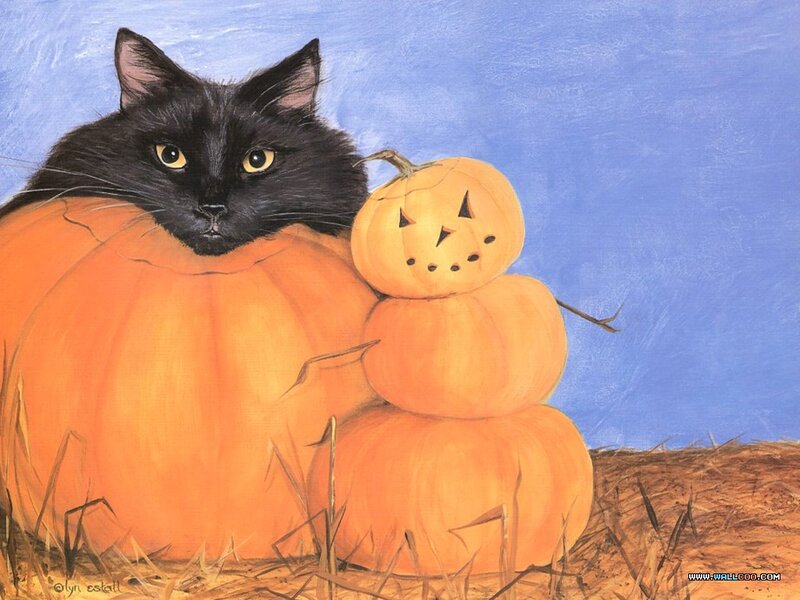 Black Cat with Pumpkins — Orange, Calm