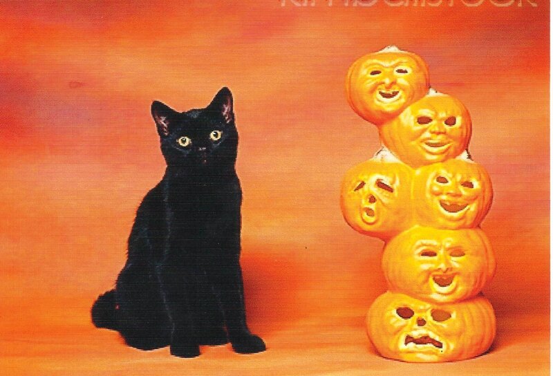 Black Cat with Pumpkins — Orange, Festive, Photograph