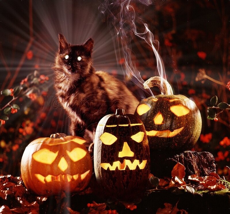 Black Cat with Pumpkins — Orange, Spooky, Night