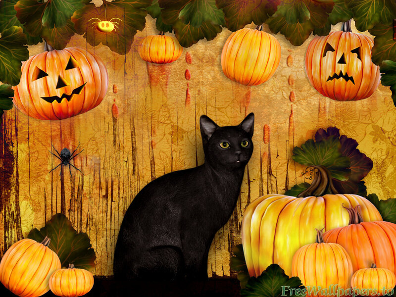 Black Cat with Pumpkins — Orange