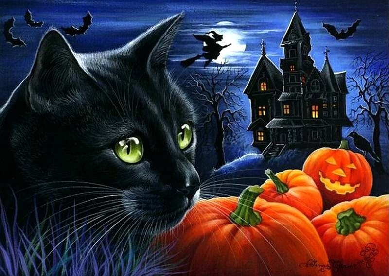 Black Cat with Pumpkins — Spooky, Night