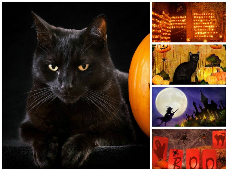 Black Cat with Pumpkins — Spooky