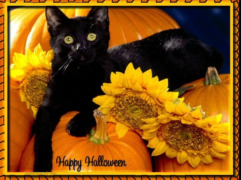 Black Cat with Pumpkins
