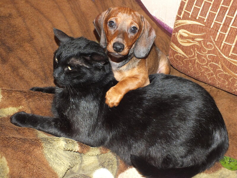 Black Cat with Puppy
