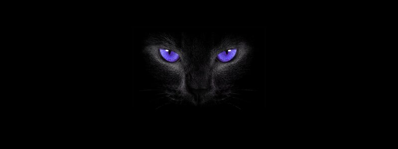 Black Cat with Purple Eyes — Dark