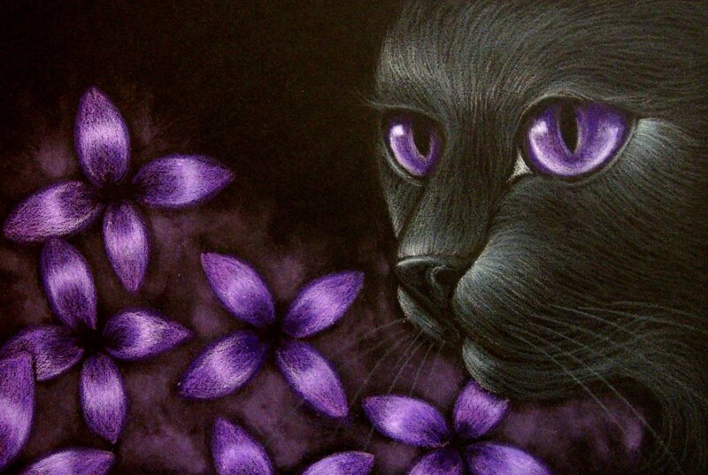 Black Cat with Purple Eyes