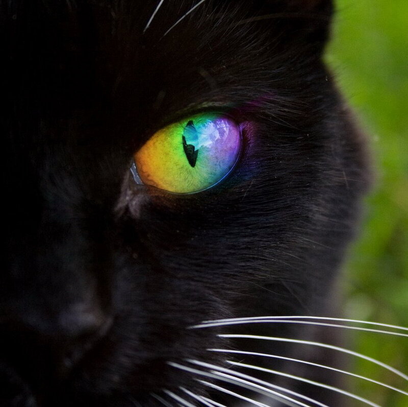 black cat with rainbow eye