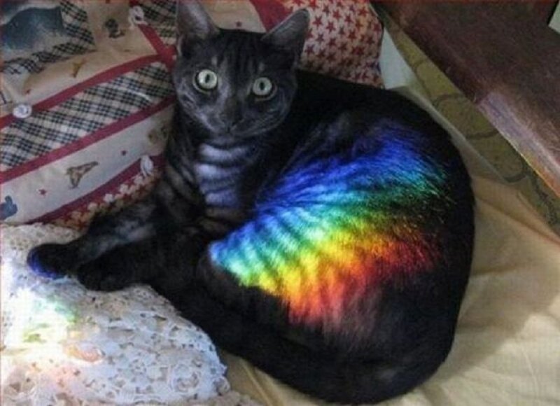 Black Cat with Rainbow Fur