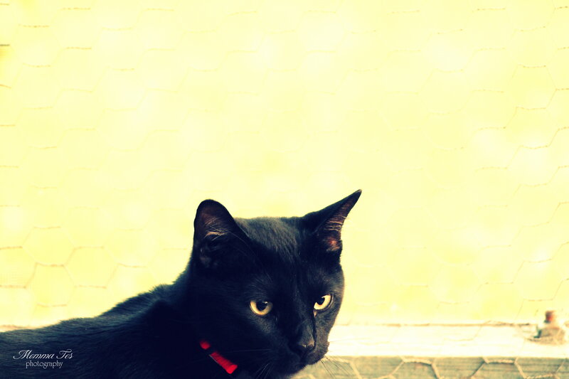Black Cat with Red Collar