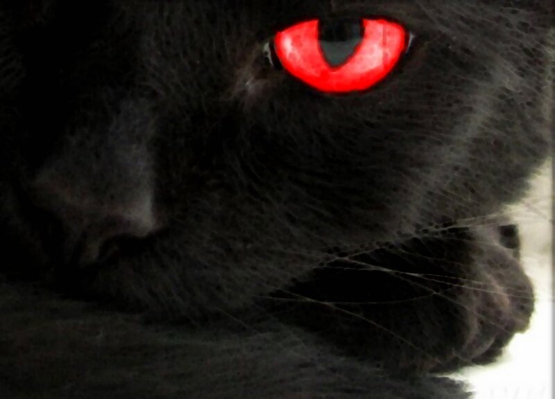 Black Cat with Red Eyes — Dark, Night
