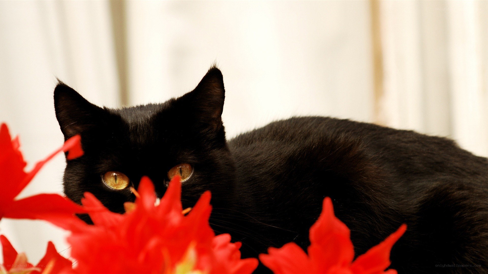 Black cat with red flowers