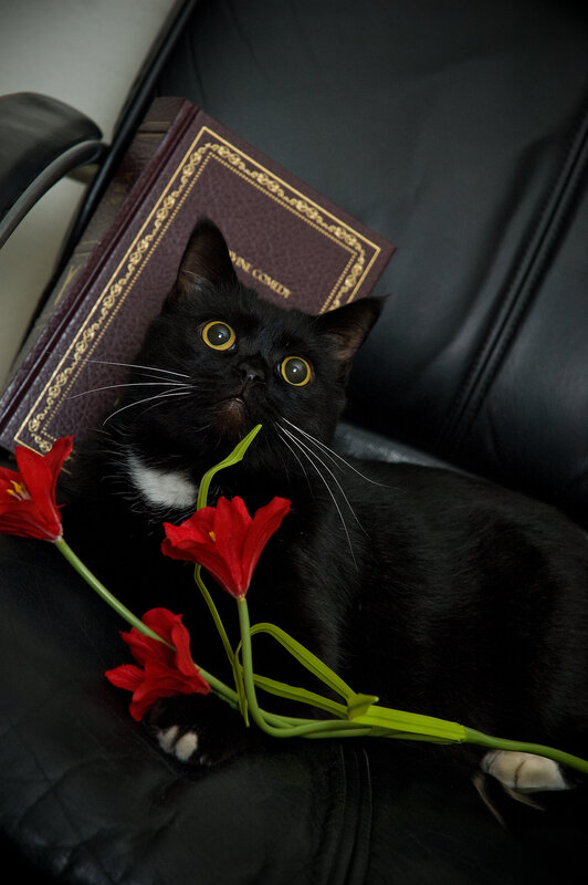 Black cat with red flowers