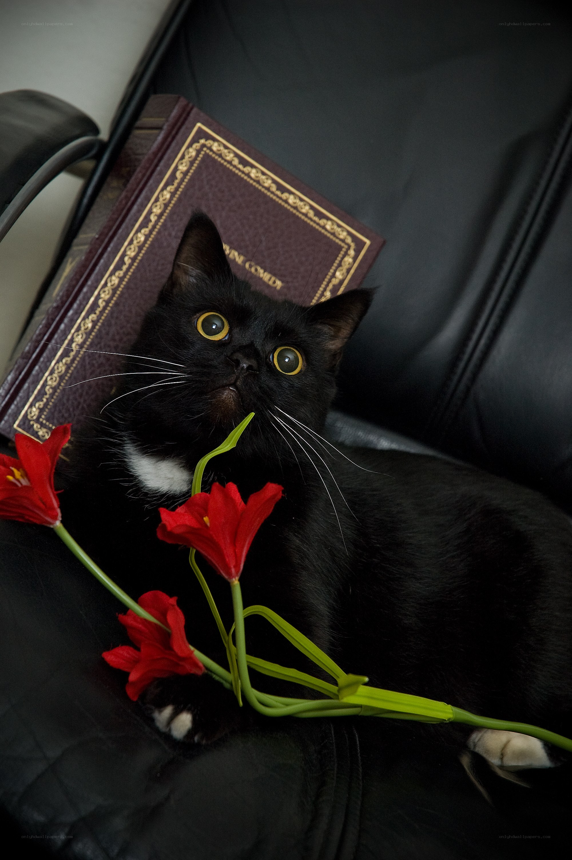 Black cat with red flowers