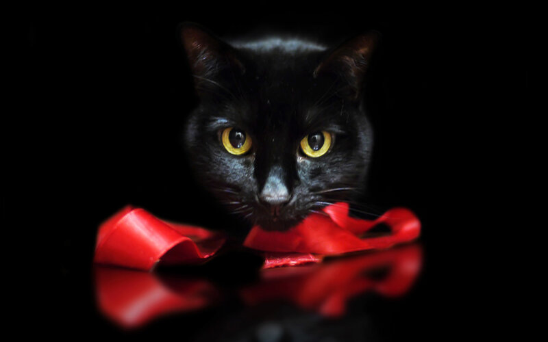Black Cat with Red Ribbon — Dramatic