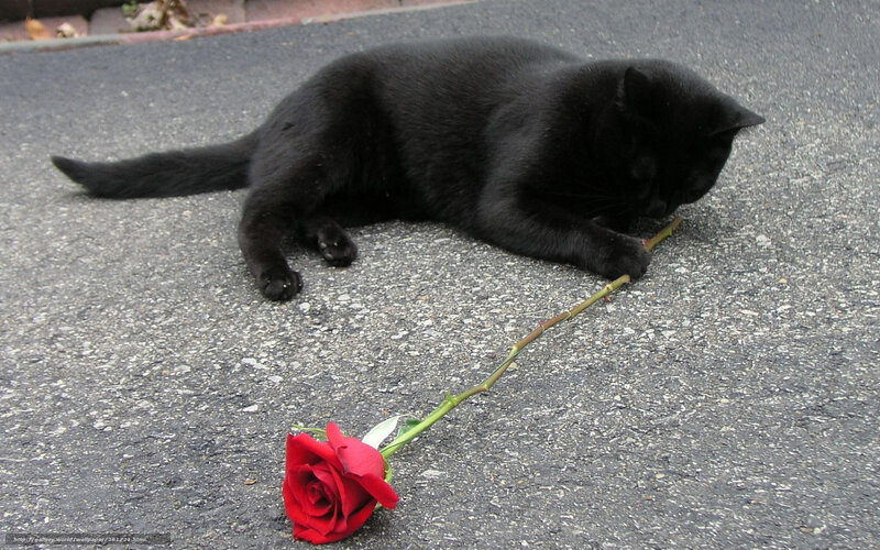 Black cat with red rose