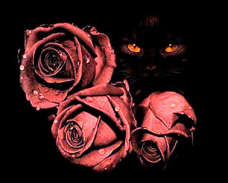 Black Cat with Red Roses — Dramatic, Night