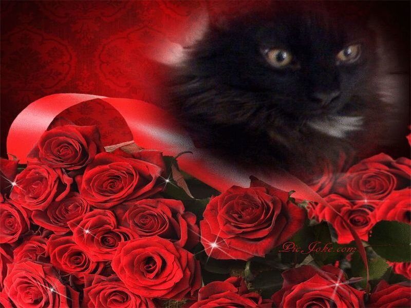 Black cat with red roses