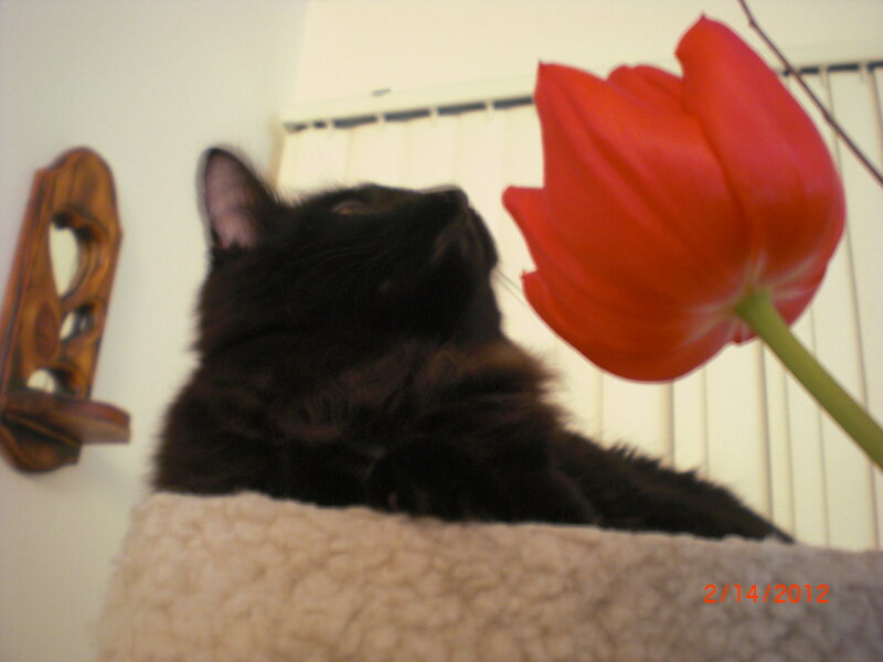 Black Cat with Red Tulip