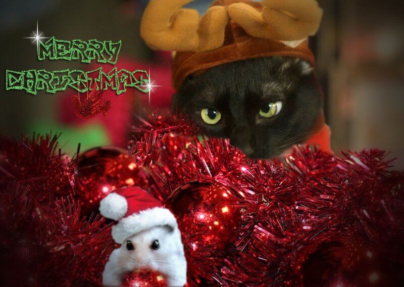 Black Cat with Reindeer Antlers