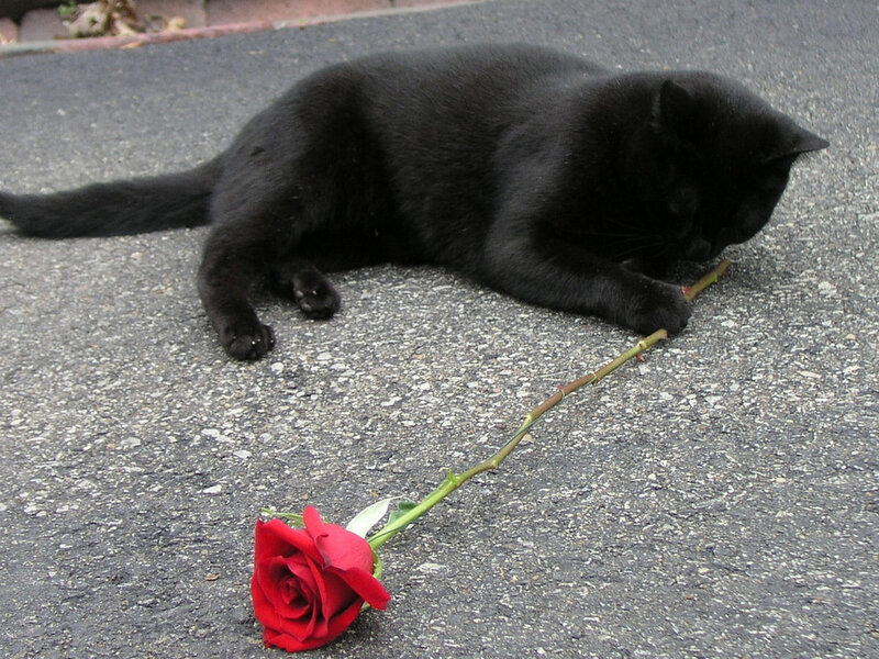 Black Cat with Rose — Calm