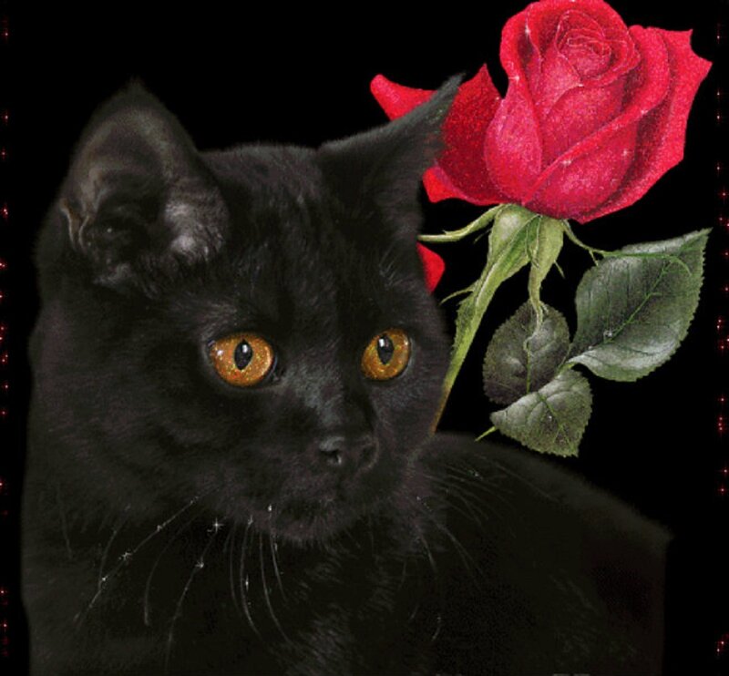 Black Cat with Rose — Dramatic, Digital Art