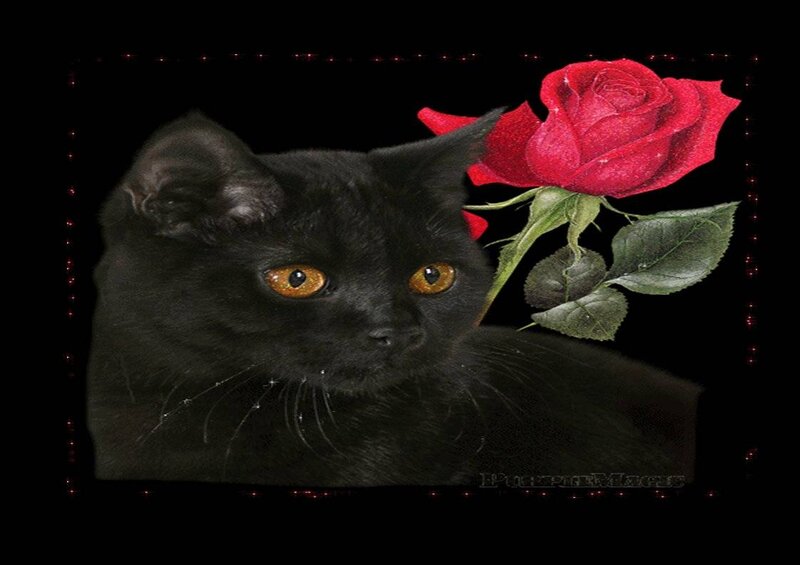 Black Cat with Rose — Dramatic
