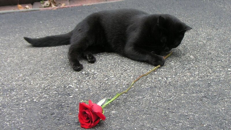 Black Cat with Rose